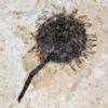 Sycamore fruit - Platanus sp. - Image 7
