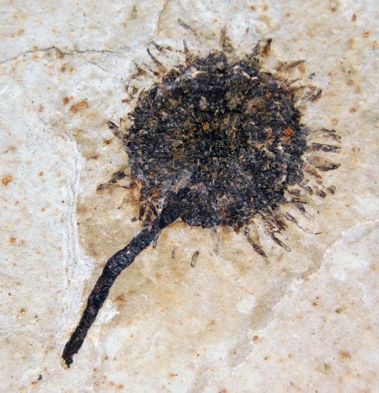 Sycamore fruit - Platanus sp.