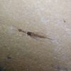Snakefly - Image 3