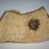 Sycamore fruit - Platanus sp. - Image 5