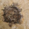 Sycamore fruit - Platanus sp. - Image 6