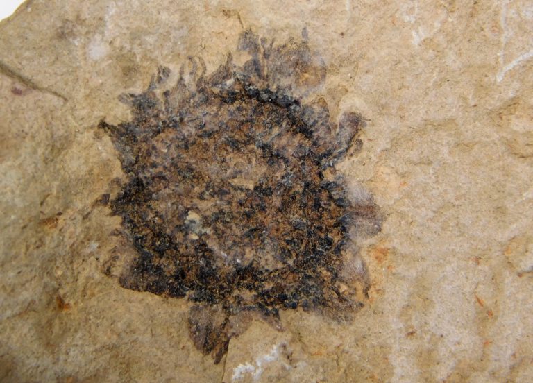 Sycamore fruit - Platanus sp.