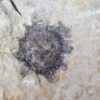Sycamore fruit - Platanus sp. - Image 2