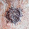 Sycamore fruit - Platanus sp. - Image 3