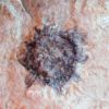 Sycamore fruit - Platanus sp. - Image 4