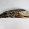 Tarbosaurus bataar - Image 3