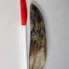 Tarbosaurus bataar - Image 4