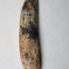 Tarbosaurus bataar - Image 5