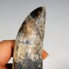 Tarbosaurus bataar - Image 6