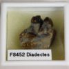 Diadectes sp. - Image 3