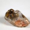 Diadectes sp. - Image 2
