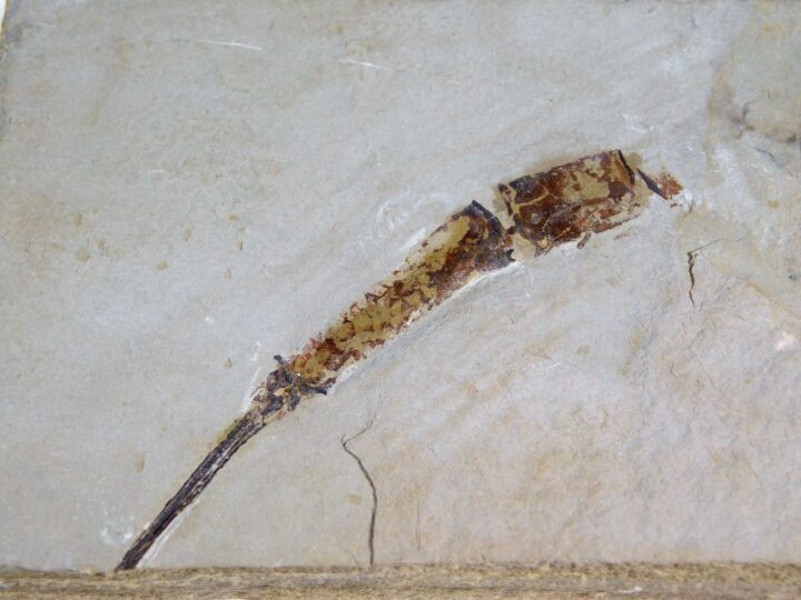 Phyllocarid
