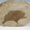 Ginkgo sp. - Image 3