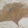 Ginkgo sp. - Image 4