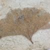 Ginkgo sp. - Image 5