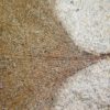 Ginkgo sp. - Image 6