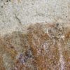 Ginkgo sp. - Image 2