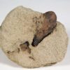 Fruit - Ficus sp. - Image 2