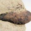 Fruit - Ficus sp. - Image 3