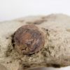 Fruit - Ficus sp. - Image 6
