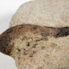 Fruit - Ficus sp. - Image 7