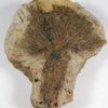 Cretaceous Palm frond &#8211; Sabalites sp., The Natural Canvas