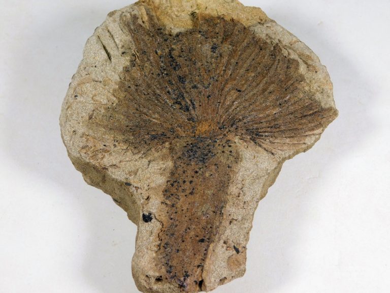 Cretaceous Palm frond &#8211; Sabalites sp., The Natural Canvas