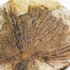 Cretaceous Palm frond &#8211; Sabalites sp., The Natural Canvas