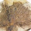 Cretaceous Palm frond &#8211; Sabalites sp., The Natural Canvas