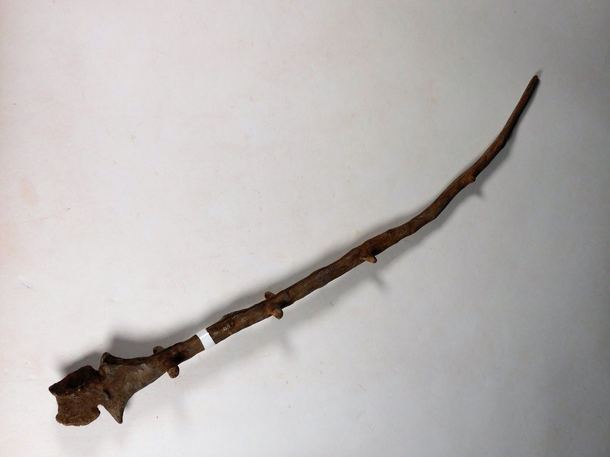 Permian Pelycosaur sail vertebra - Edaphosaurus