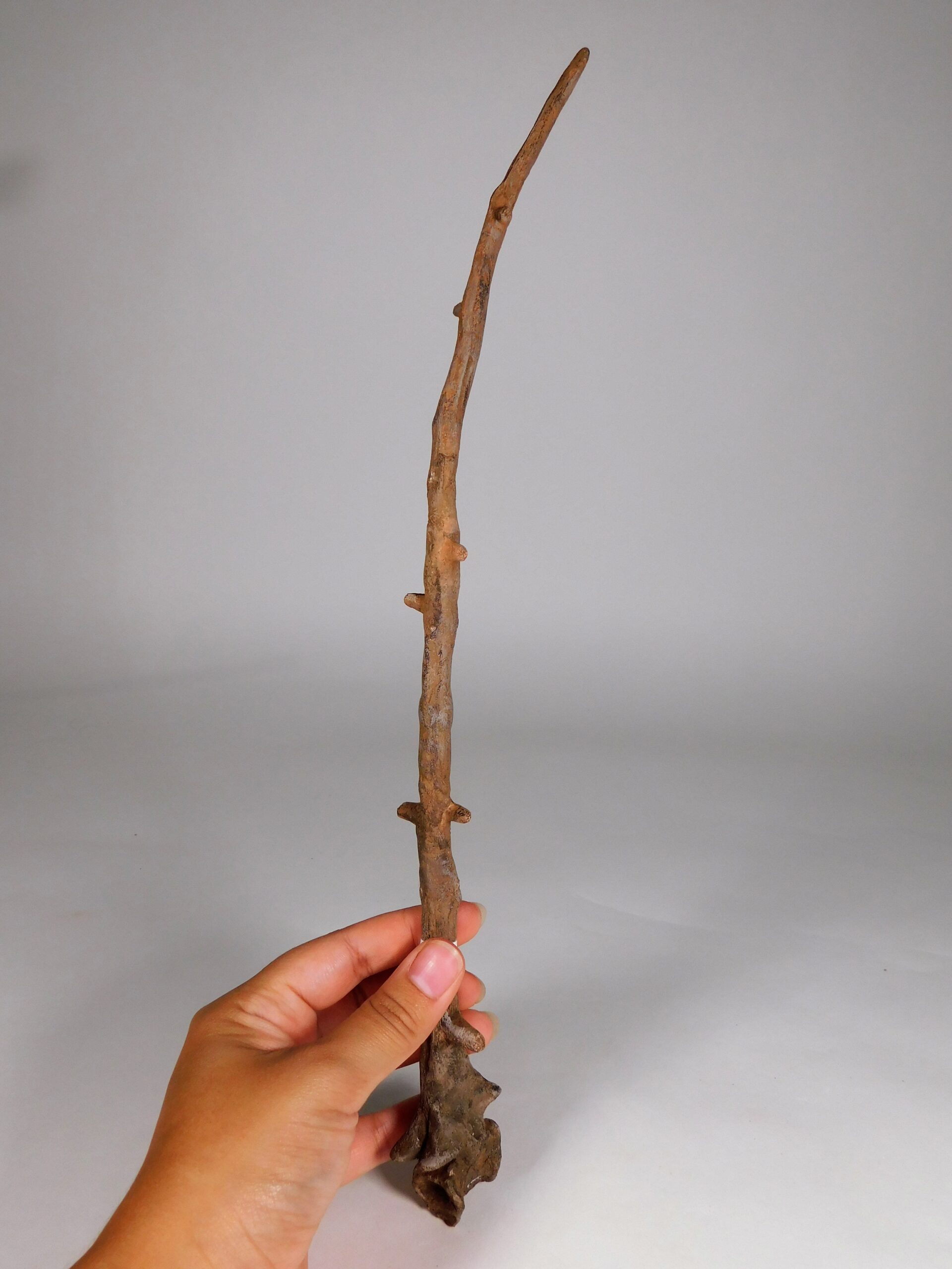 Permian Pelycosaur sail vertebra - Edaphosaurus - Image 7
