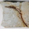 Miocene Pipefish &#8211; Syngnathus avus, The Natural Canvas