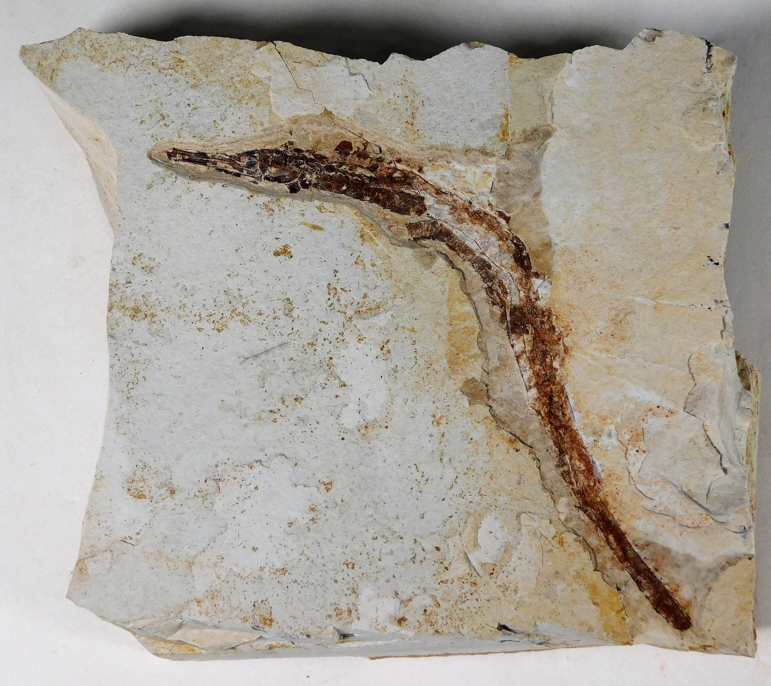 Miocene Pipefish - Syngnathus avus - Image 2