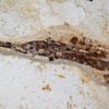 Miocene Pipefish &#8211; Syngnathus avus, The Natural Canvas