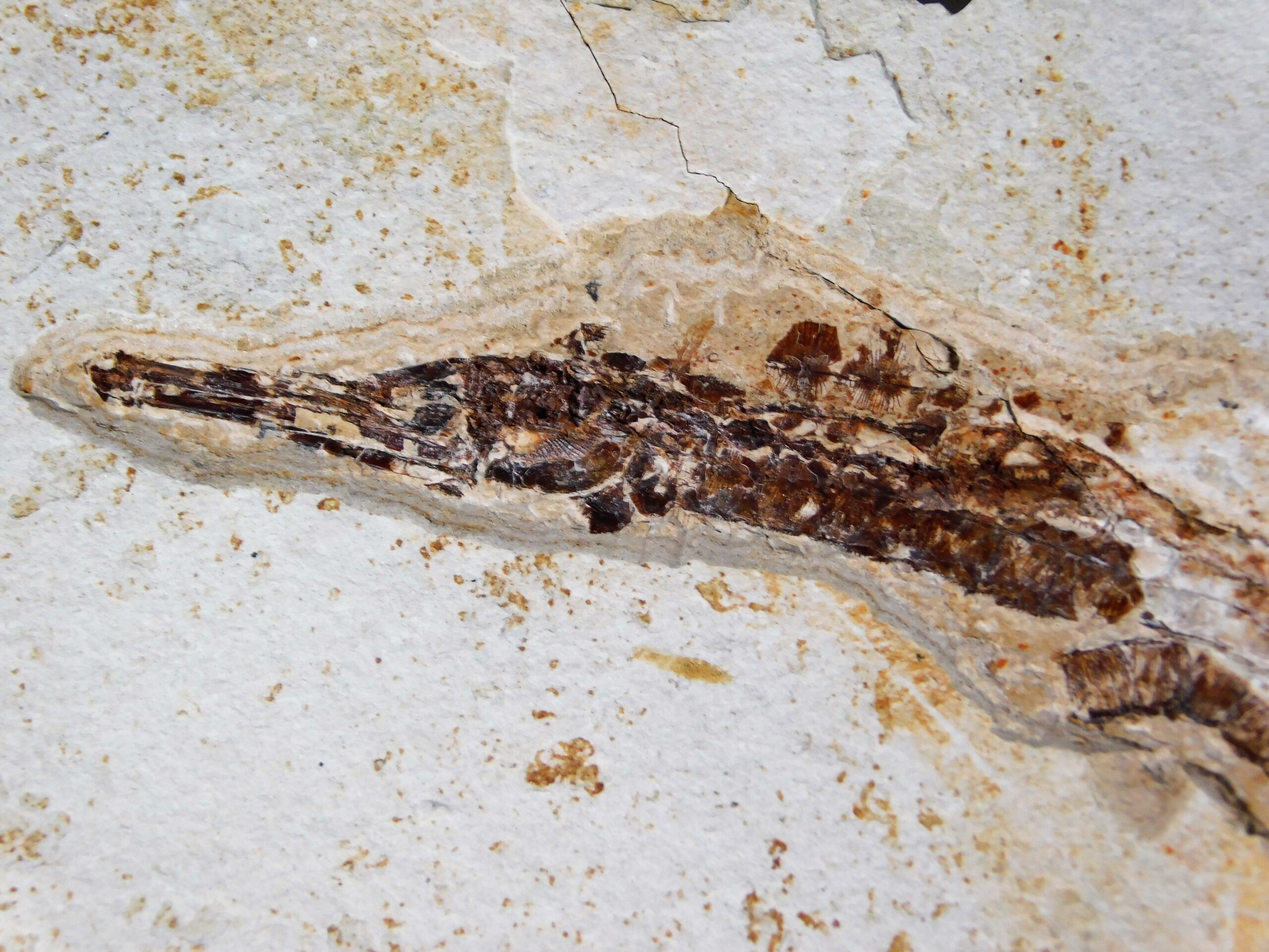 Miocene Pipefish - Syngnathus avus - Image 3
