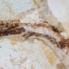 Miocene Pipefish &#8211; Syngnathus avus, The Natural Canvas