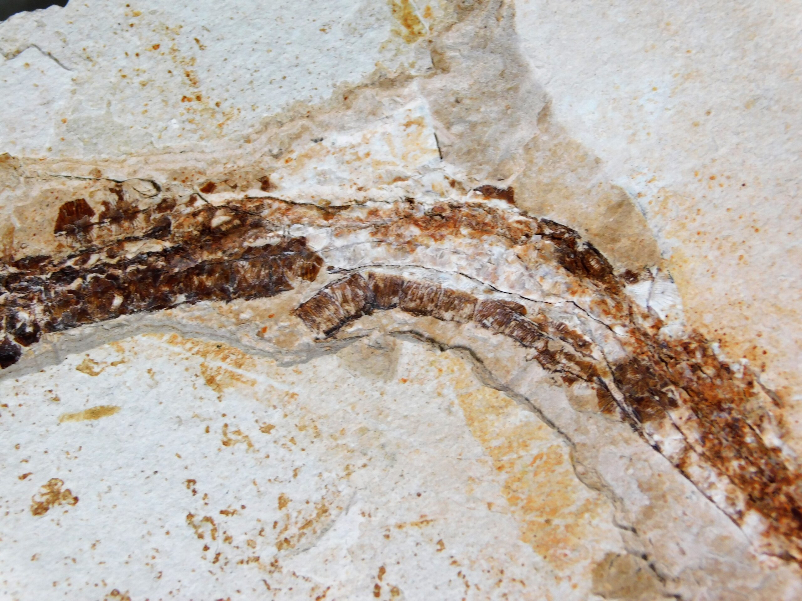 Miocene Pipefish - Syngnathus avus - Image 4