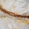 Miocene Pipefish &#8211; Syngnathus avus, The Natural Canvas