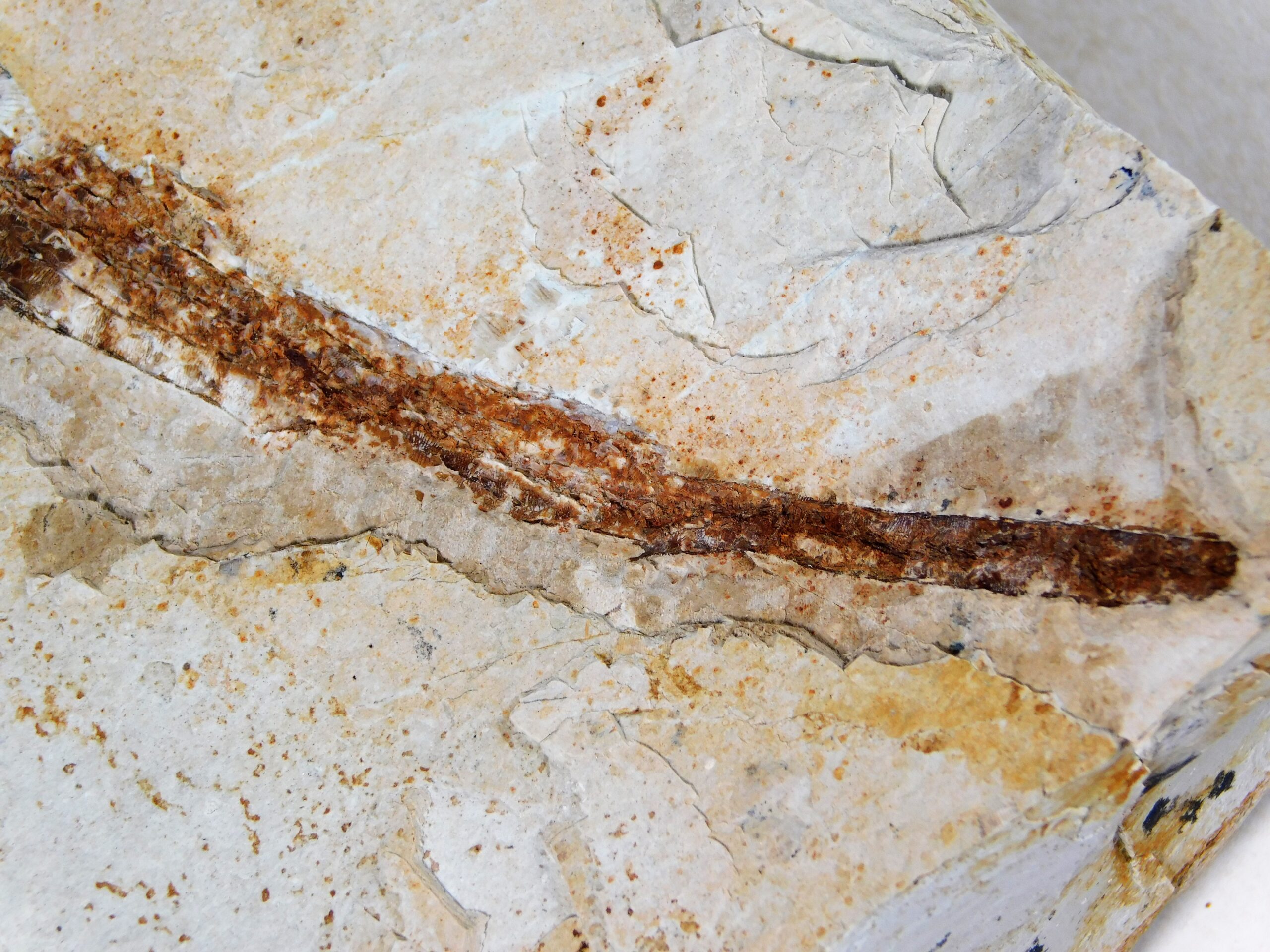 Miocene Pipefish - Syngnathus avus - Image 5