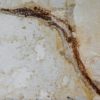 Miocene Pipefish &#8211; Syngnathus avus, The Natural Canvas