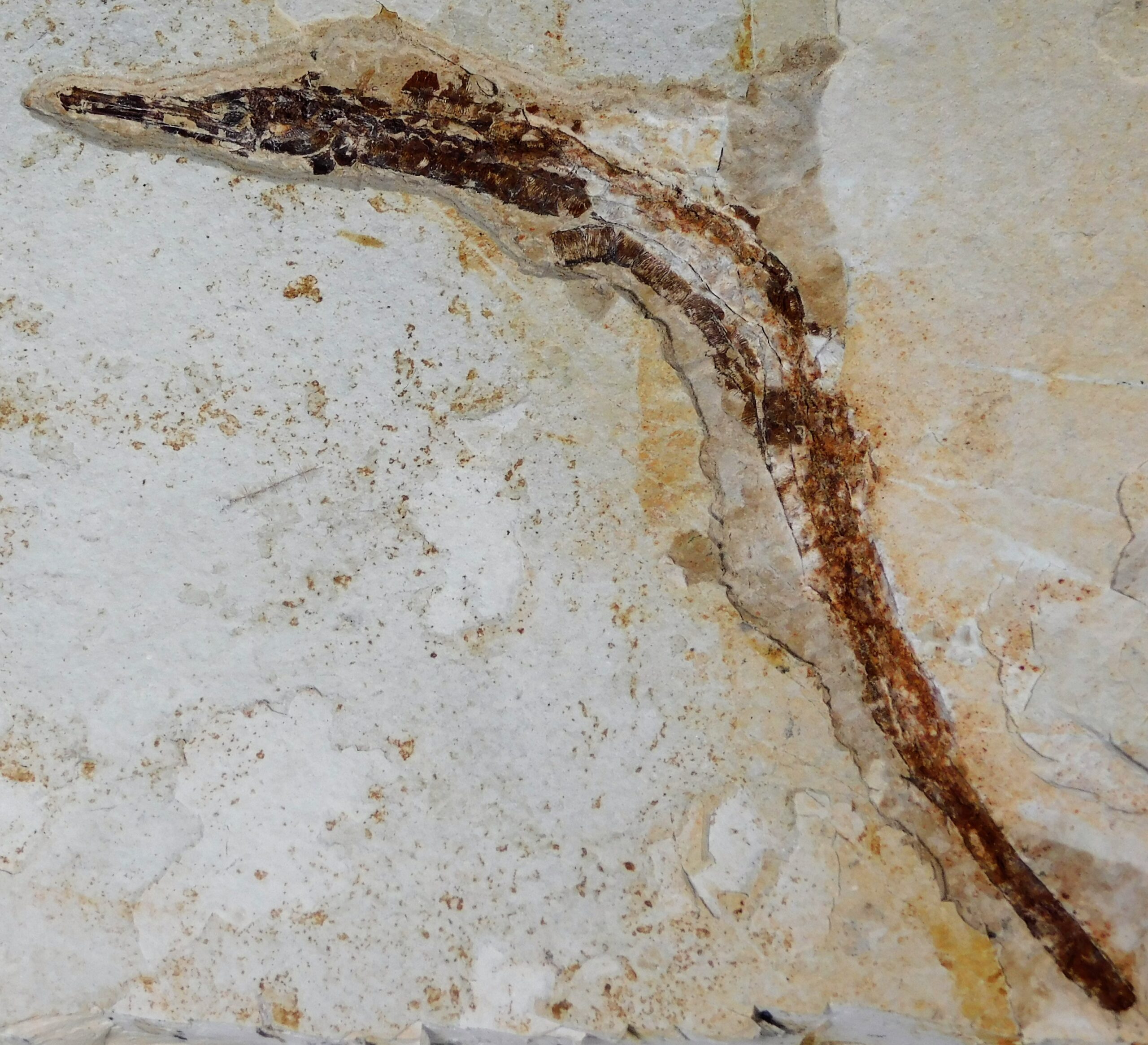 Miocene Pipefish - Syngnathus avus