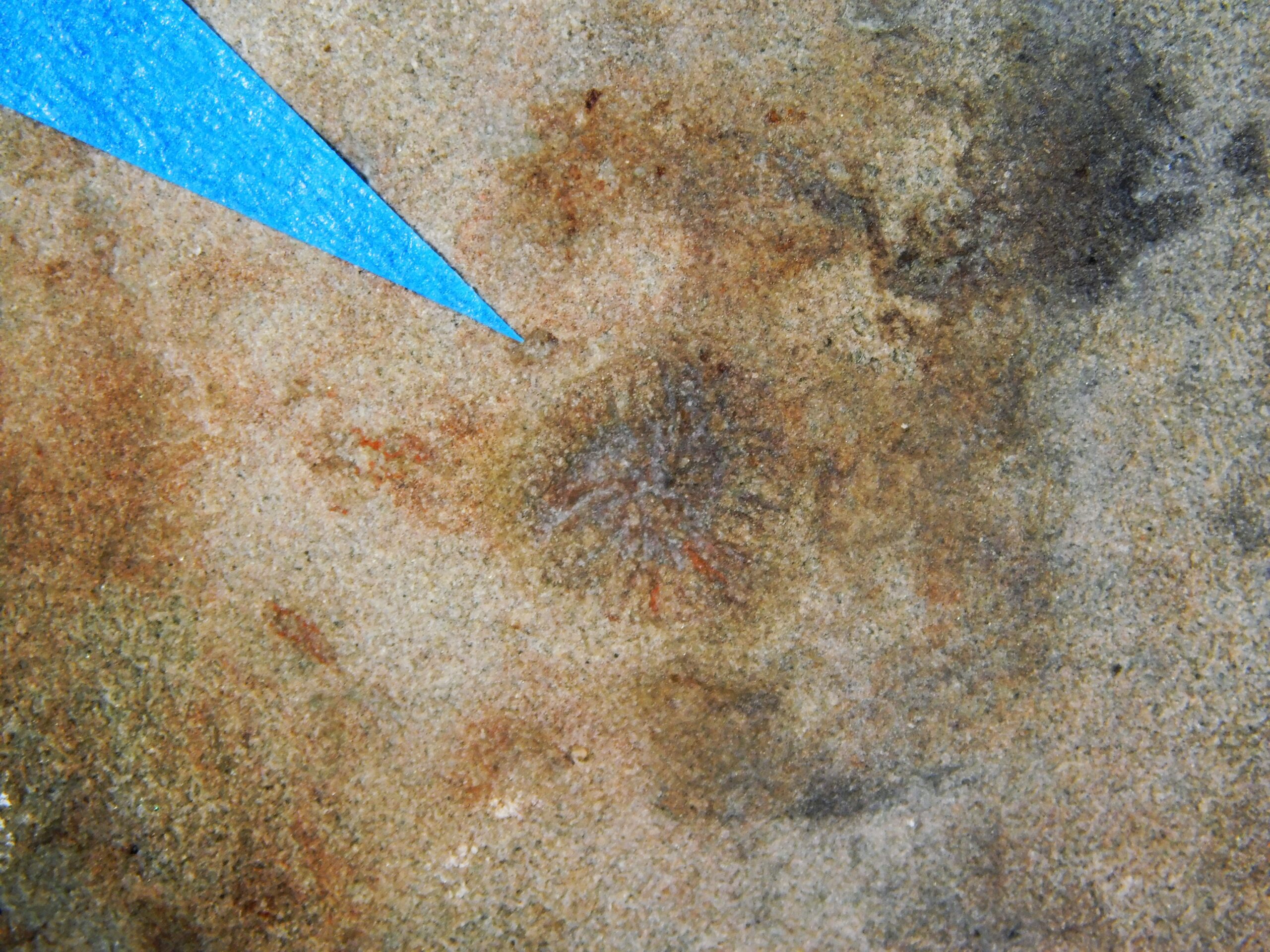 Albumares brunsae - Image 4