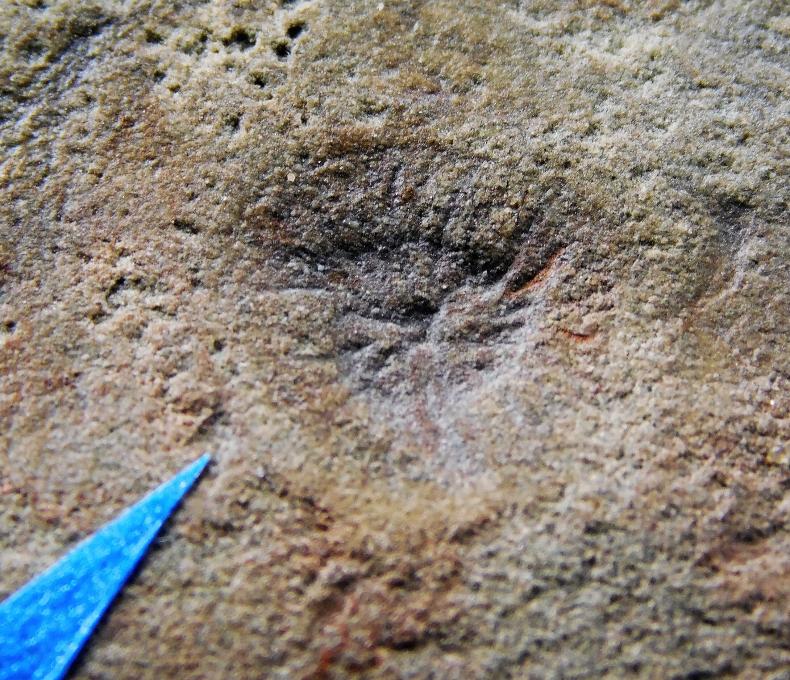 Albumares brunsae