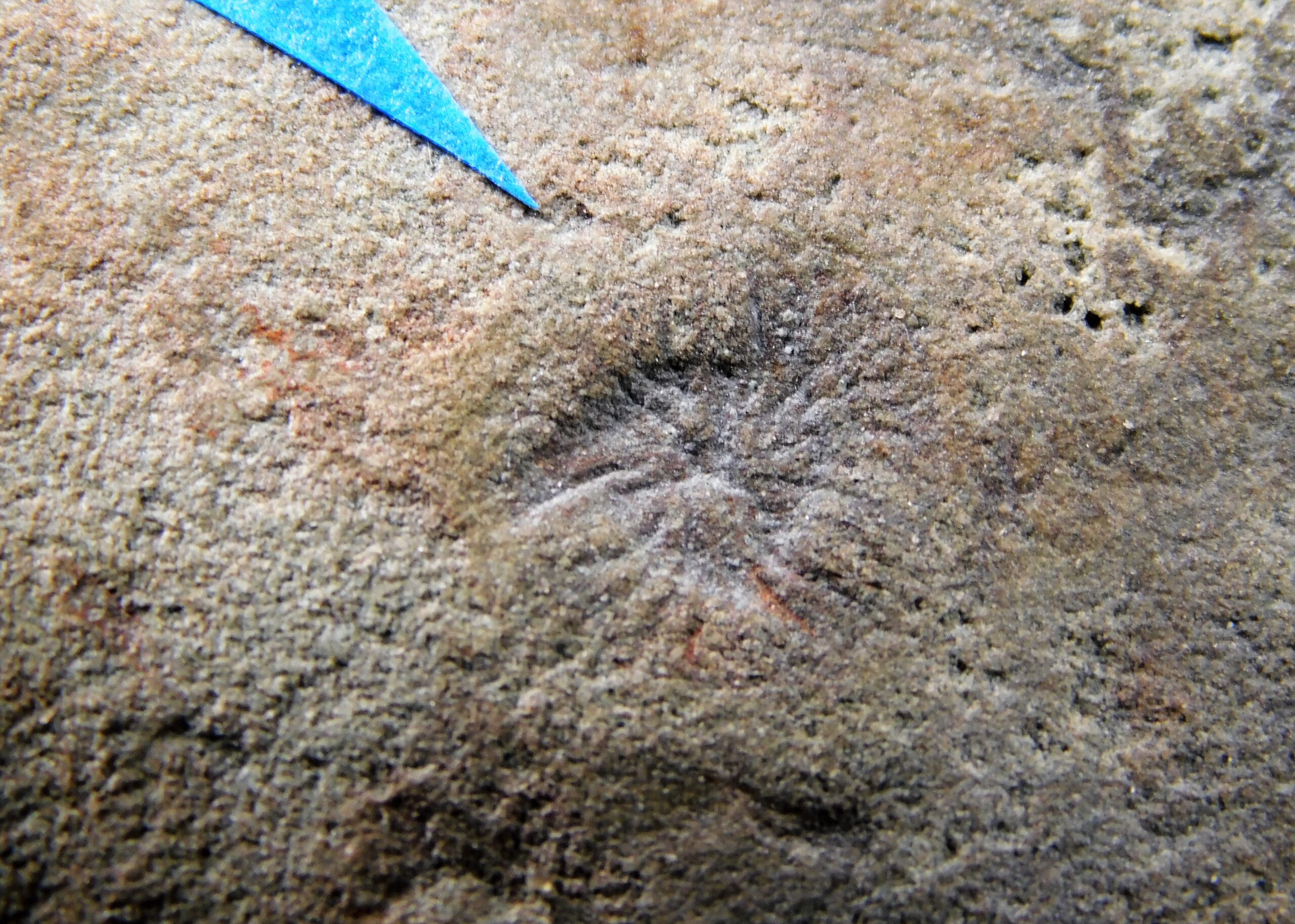 Albumares brunsae - Image 6