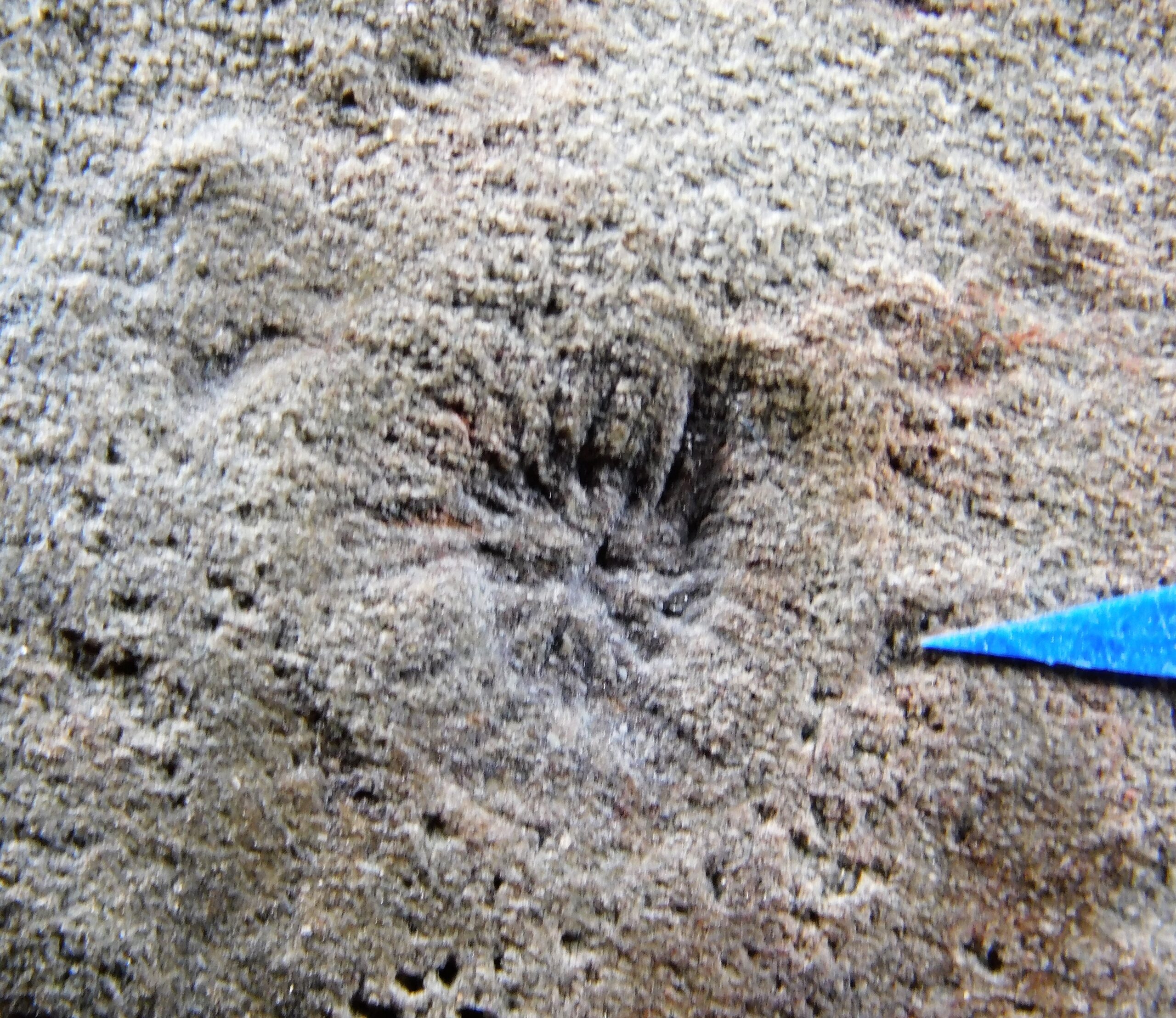 Albumares brunsae - Image 7