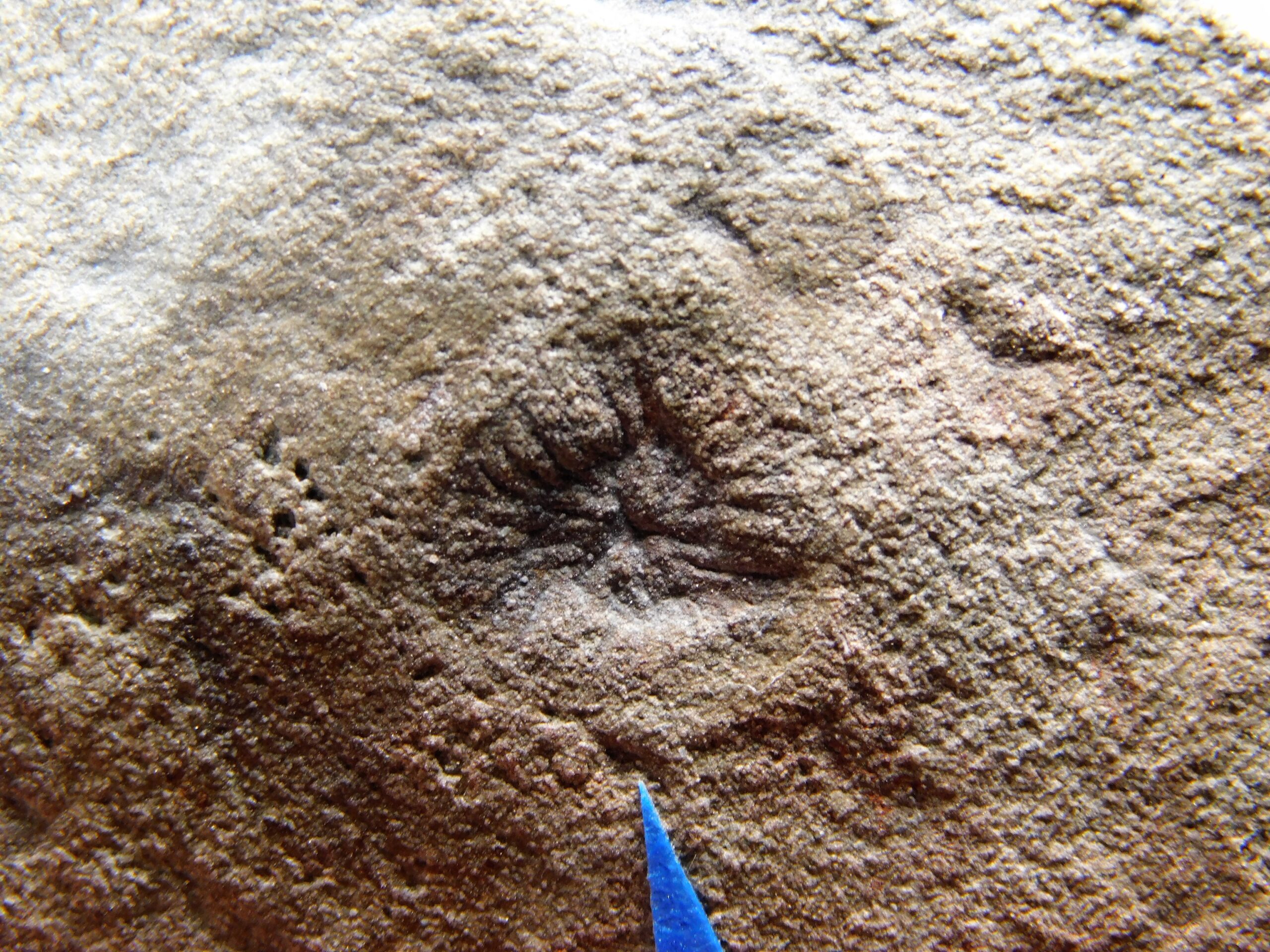 Albumares brunsae - Image 8