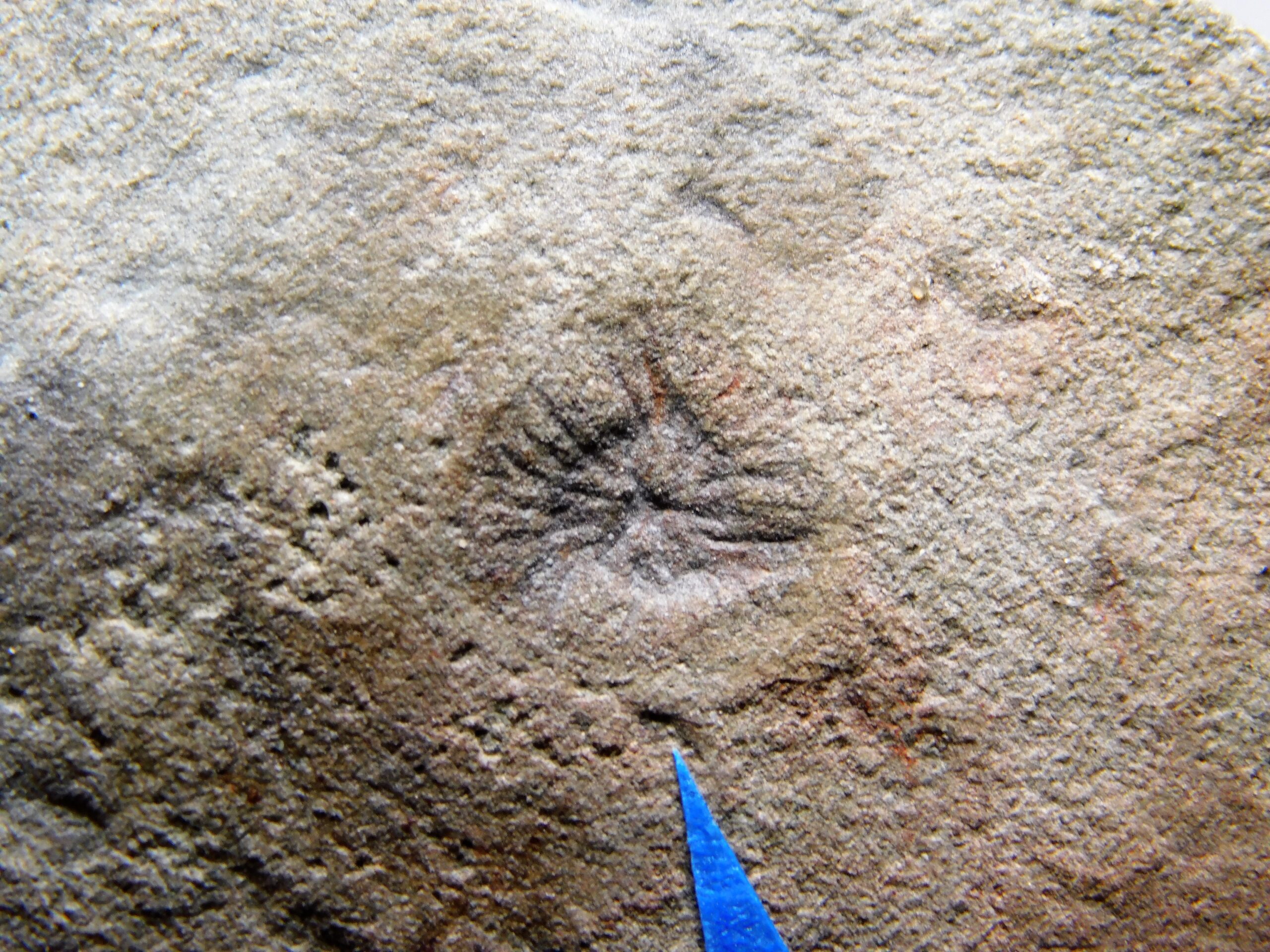 Albumares brunsae - Image 2