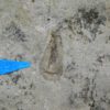 Precambrian arthropod? &#8211; Keretsa brutoni, The Natural Canvas