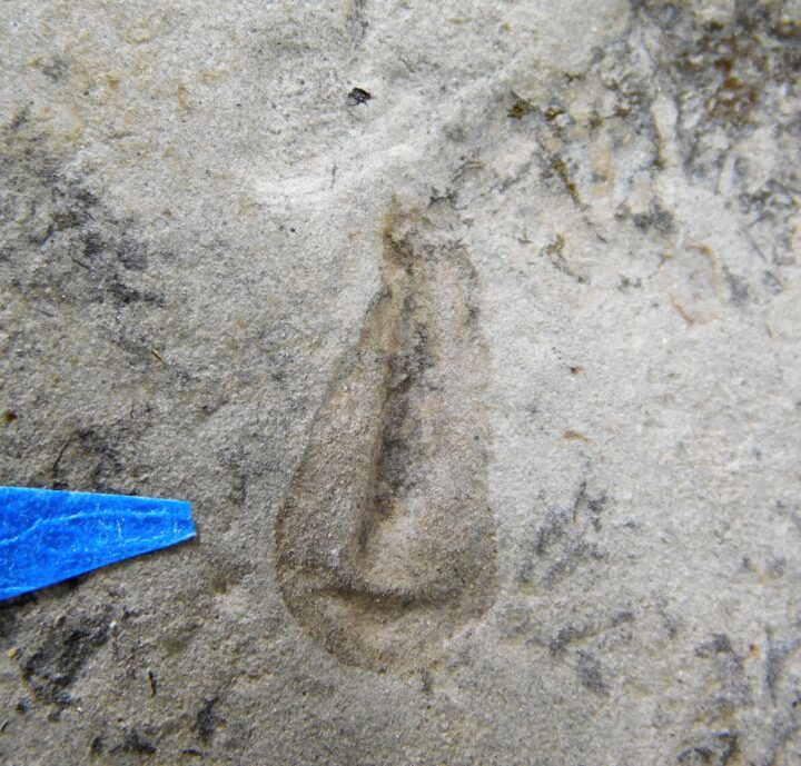 Precambrian arthropod? - Keretsa brutoni