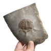Paleolimulus longispinus - Image 2